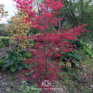 Acer palmatum deshojo