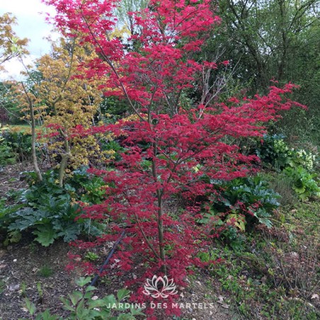 Acer palmatum deshojo