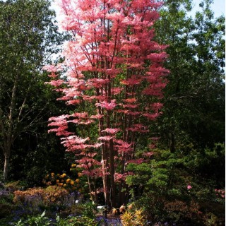 Cedrela chinensis flamingo