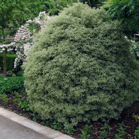 Pittosporum tenui variegata