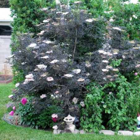 Sambucus nigra black lace
