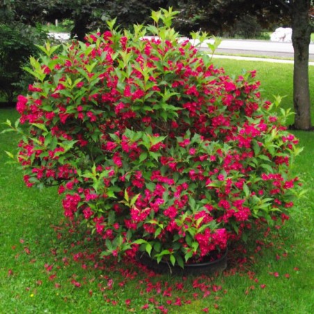 Weigelia florida red prince