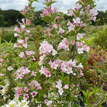 Weigelia florida variegata