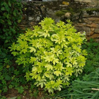 Choisya Ternata Sundance