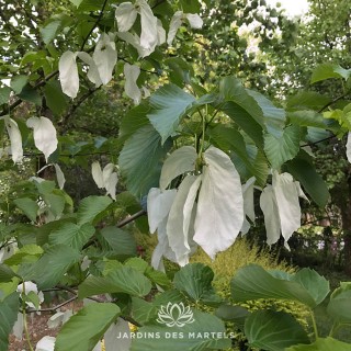 Davidia involucrata