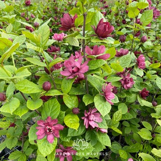 Sinocalycanthus hartlage wine