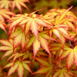 Acer palmatum sangokaku