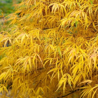 Acer palmatum kono no ito