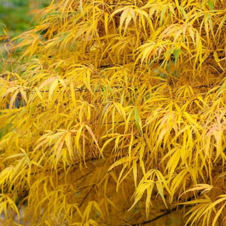 Acer palmatum kono no ito