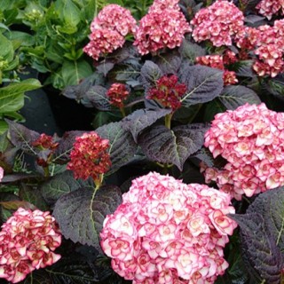 Hydrangea macrophylla You and Me Miss Saori
