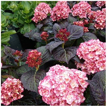 Hydrangea macrophylla You and Me Miss Saori