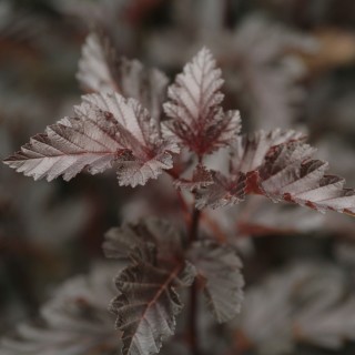 Physocarpus midnight