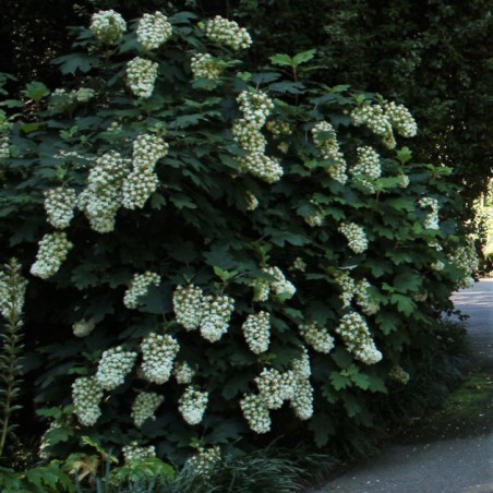 Hydrangea quercifolia