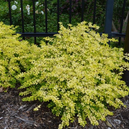 Ligustrum lemon lime