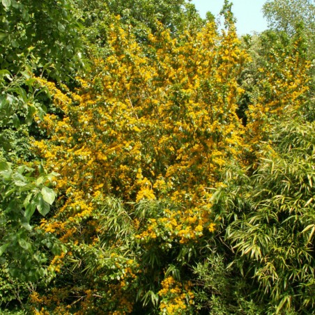 Azara dentata