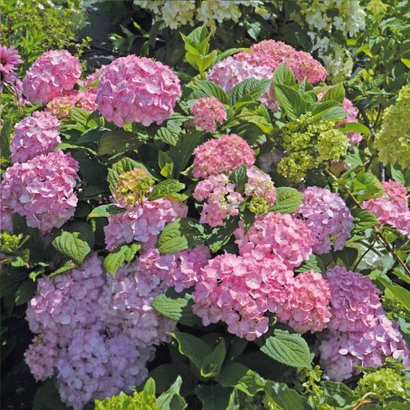 Hydrangea macrophylla so long rosy