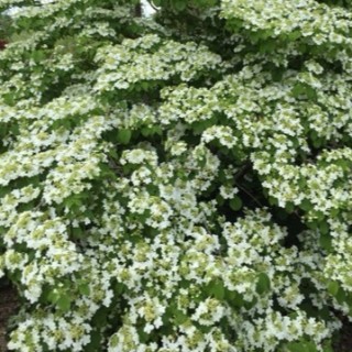 Viburnum plicatum shasta