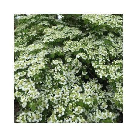 Viburnum plicatum shasta