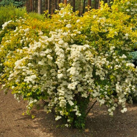 Spirea x van houttei golden fontain