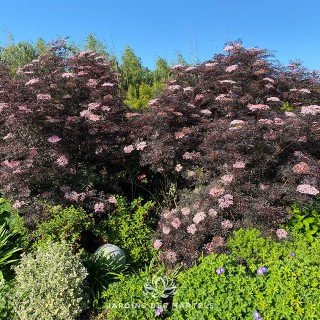 Sambucus black lace