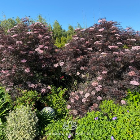 Sambucus black lace