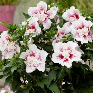 Hibiscus syriacus starburst chiffon