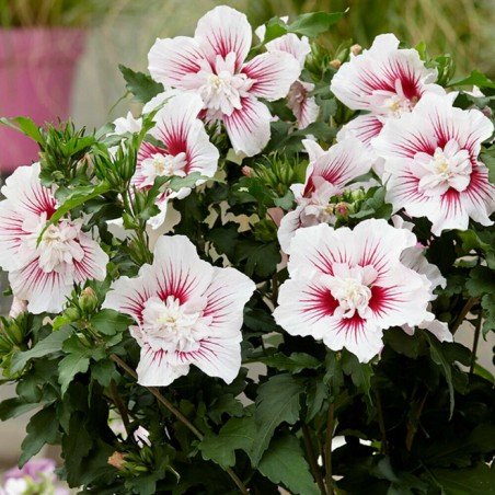 Hibiscus syriacus starburst chiffon