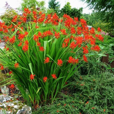 Crocosmia lucifer