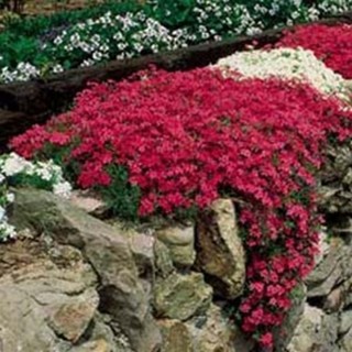 Phlox Sub Scarlet flame (rouge)