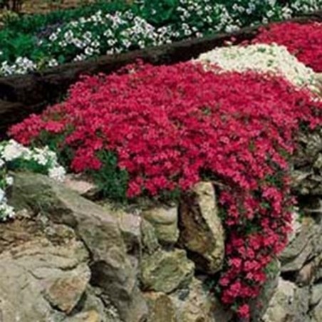 Phlox Sub Scarlet flame (rouge)