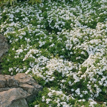 Phlox sub maischnee (blanc pur)