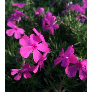 Phlox sub drummond pink (rose)