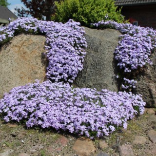 Phlox sub emerald cushion blue (lilas clair)