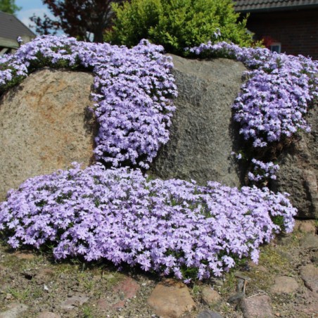 Phlox sub emerald cushion blue (lilas clair)