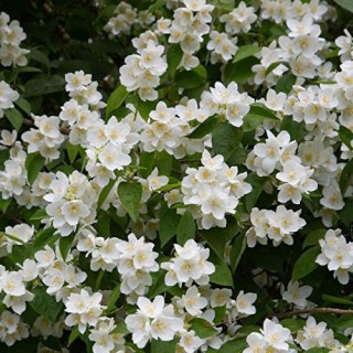 Philadelphus coronarius