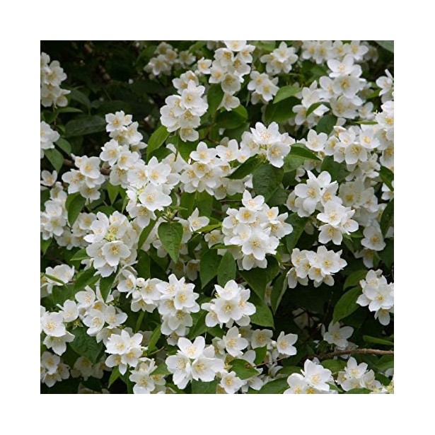Philadelphus coronarius