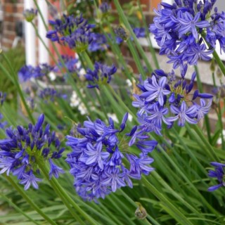 Agapanthus nothern star
