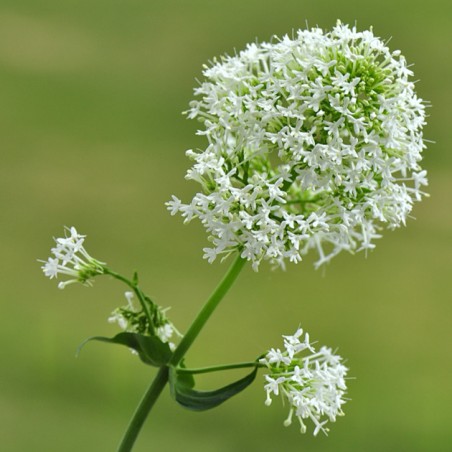 Centranthus ruber album