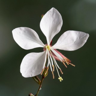 Gaura lindheimeri