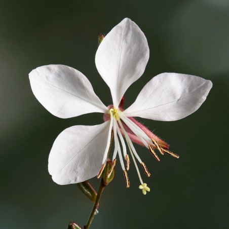 Gaura lindheimeri