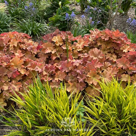 Heuchera caramel