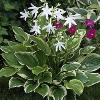Hosta so sweet