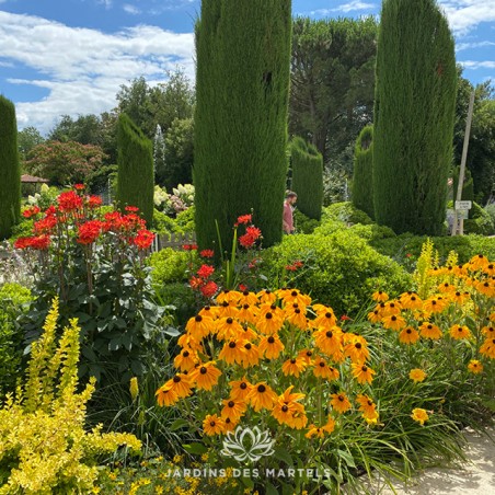Rudbeckia indian summer