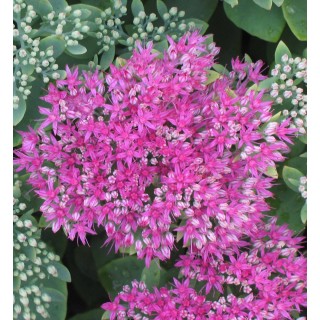 Sedum spectabilis neon