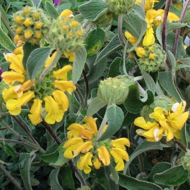 Phlomis fruticosa bourgaei