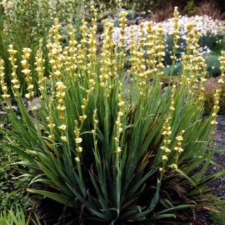Sisirinchium striatum