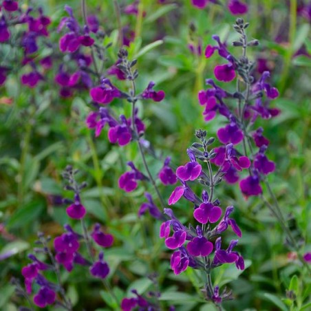 Salvia violette de Loire