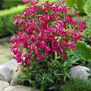 Penstemon garnet