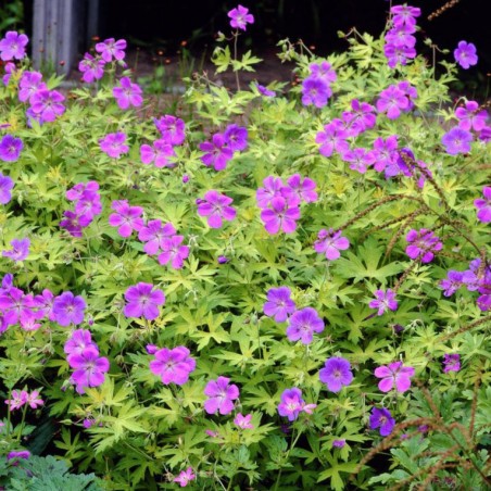 Geranium blue sunrise