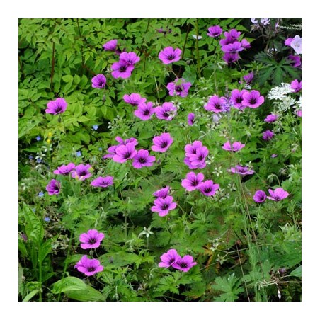 Geranium psilostemon ivan